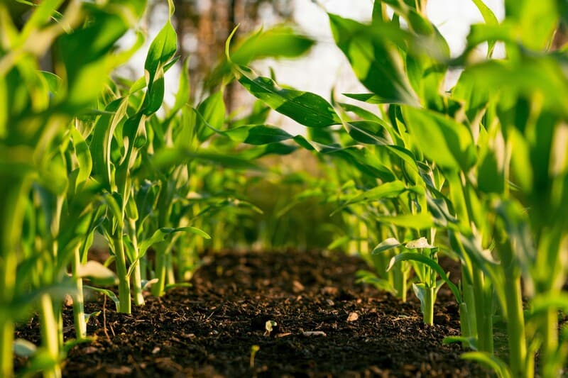 Farmers working in a lush green field